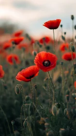 Red Poppies in Summer Field with Selective Focus.