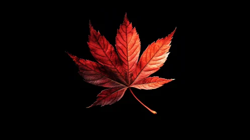Macro study of red maple leaf on black field background.