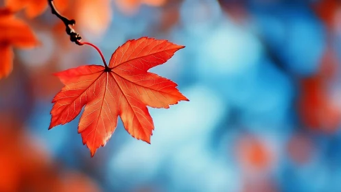Scarlet maple leaf drifting in a dreamy blue autumn haze.