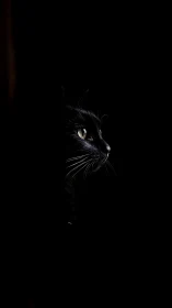 Black Cat's Gleaming Eyes in the Shadows.
