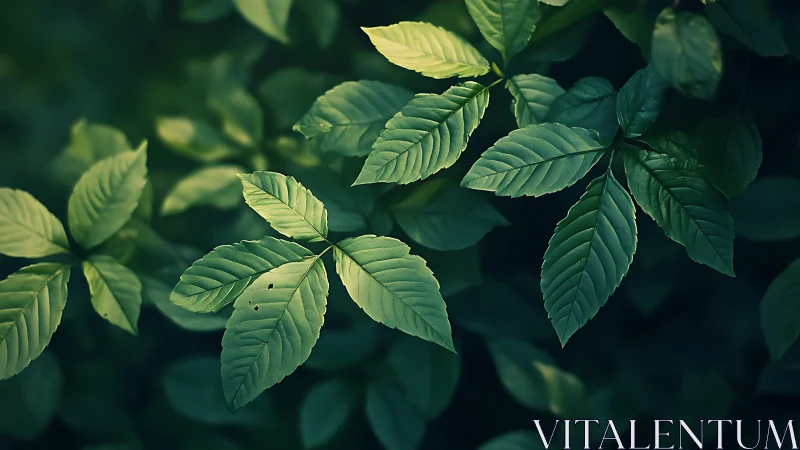 Sunlit green leaves in soft forest shade at dusk.