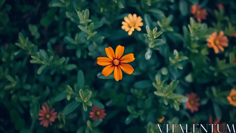 Orange Cosmos Flower in Garden. Vibrant Bloom.