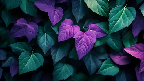Iridescent purple foliage amid deep teal leaves at dusk.