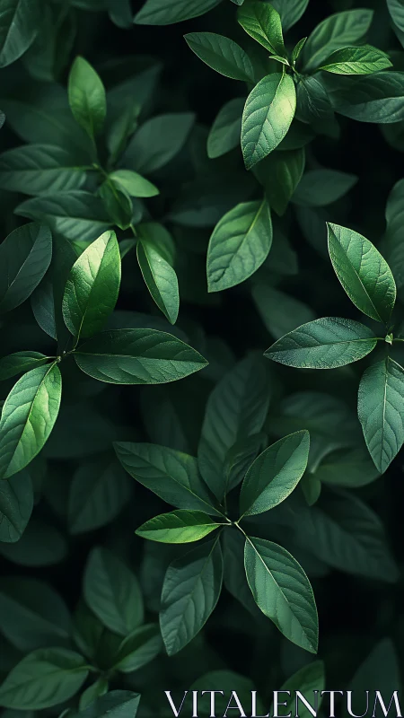 Emerald leaf canopy whispers in a quiet forest hush.