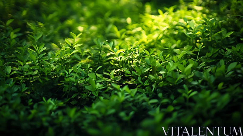 Lush Green Foliage in Sunlight with Soft Focus Nature Style.