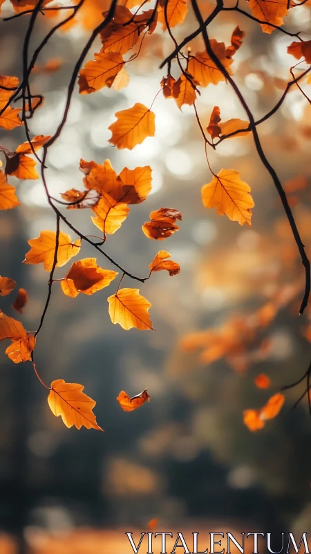 Backlit autumn leaves in shallow depth of field forest study