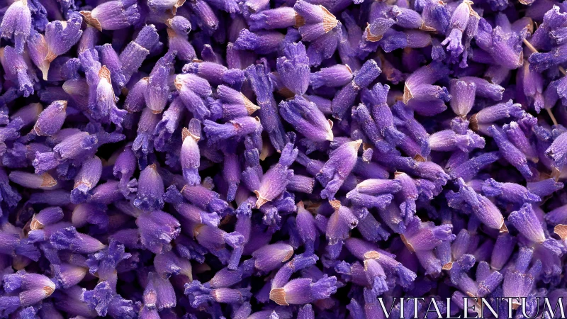 Close-up of lavender buds in natural sunlight.