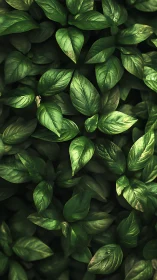 Lush green leaves invite a calm moment of soothing nature