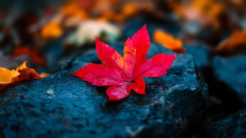 Red maple leaf on wet dark stones in shallow focus view.