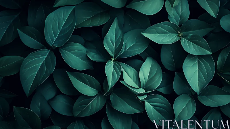 Dense teal foliage array under low-key directional lighting.