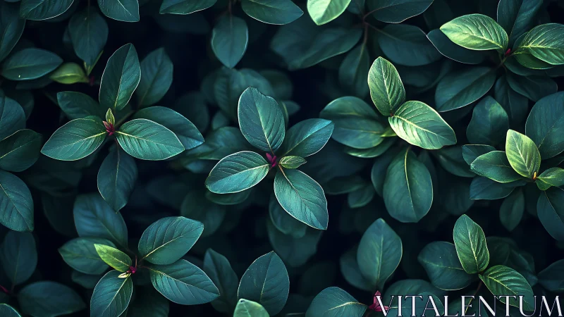 Lush emerald leaves form a tranquil, meditative garden pattern