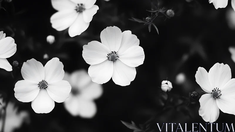 Monochromatic Cosmos Flowers: Five-Petal Botanical Forms Against Deep Black Background