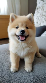 Bright-eyed fluffy puppy smiles happily on a cozy sofa