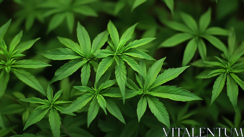 Leafy starbursts quietly choreograph a lush green chorus