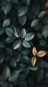 Dark green foliage with contrasting yellow leaf cluster.
