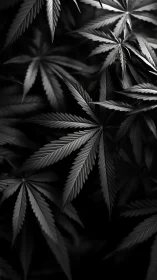 Cannabis leaves form dense overlapping pattern in low light