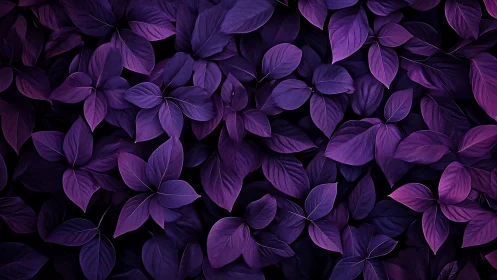 Midnight violet foliage quietly rehearses a cosmic bloom