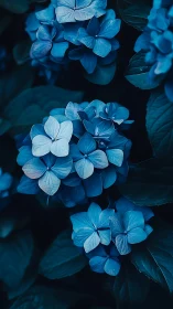 Blue Hydrangea Flower Clusters in Cool Monochromatic Lighting