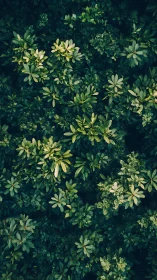 Forest floor confetti of glossy leaves in deep emerald hush.