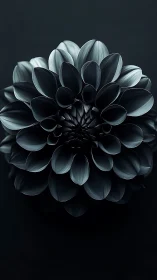 Monochromatic Dahlia with Layered Petals Against Dark Backdrop