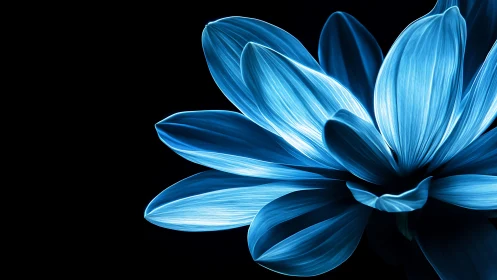 Blue flower petals with radial structure against black background