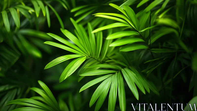 Green palm fronds overlap in dense, directional foliage
