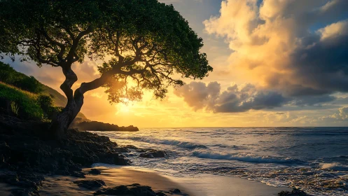 Leaning coastal tree overlooks sunlit ocean horizon at dusk