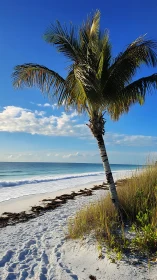 Palm tree on quiet sandy shoreline under clear sky.