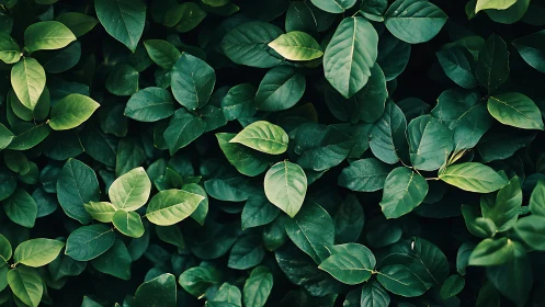 Dense green foliage fills frame with overlapping glossy leaves