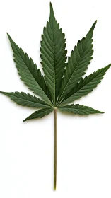 Graceful green leaf study against a bright white backdrop.