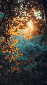 Golden Foliage Canopy with Backlighting: Autumn Leaves and Teal Sky.