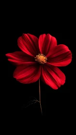 Crimson Cosmos Flower Against Black. Radiant Petals.