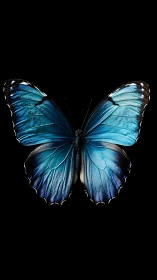 Blue morpho butterfly wings spread against deep black