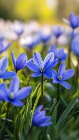 Blue petals dance where sunlight spills gold.