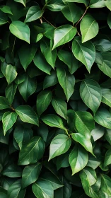 Dense overlapping green leaves forming uniform foliage pattern.
