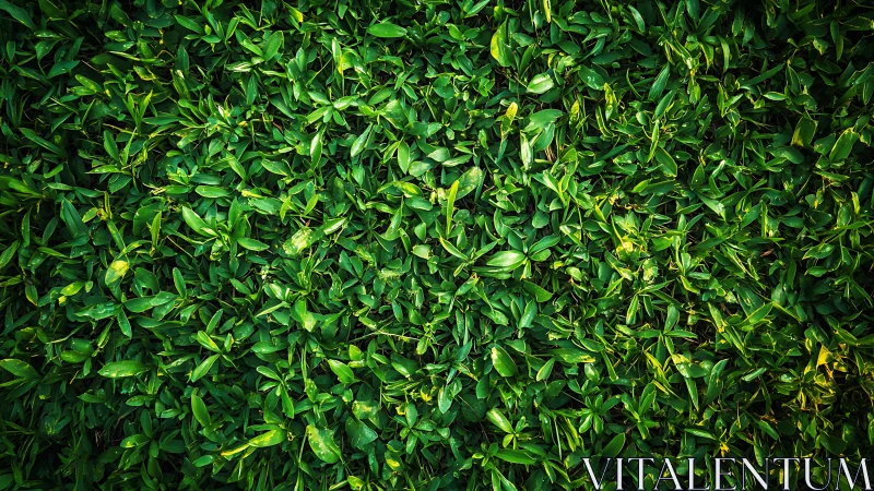 Dense green groundcover leaves form uniform foliage layer
