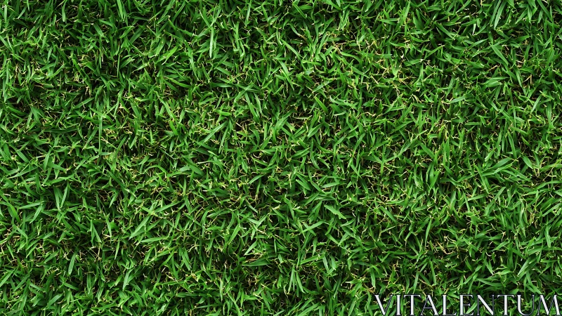 Uniform lawn grass texture with dense emerald blades.