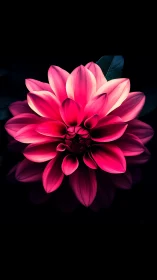Radiant Pink Dahlia Blooms in Dramatic Dark Background