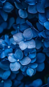 Blue Hydrangea Blooms in Deep Focus Photography.
