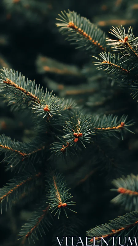 Evergreen needles whisper in moody forest twilight hush.