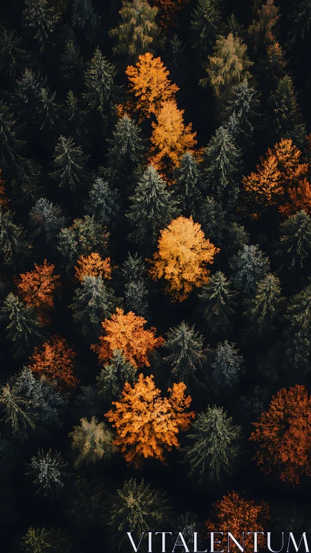 Autumn embers scatter through a midnight evergreen forest.