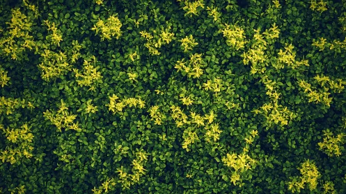 Dense green foliage with scattered yellow leaf clusters.