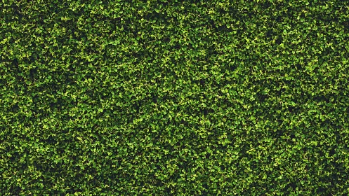 Dense green hedge forms uniform natural foliage wall