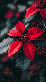 Macro study of red poinsettia bracts in shallow depth of field
