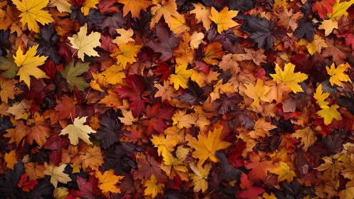 Crimson and gold maple leaves weave a glowing autumn tapestry.