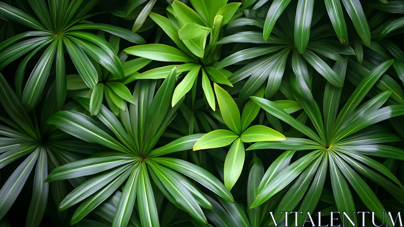 Lush radial green foliage with layered tropical leaves.