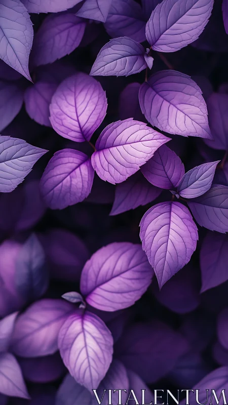 Violet foliage macro study with soft gradient tonality.
