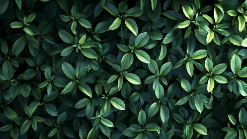 Leaf canopy pattern shows dense planar foliage with directional light