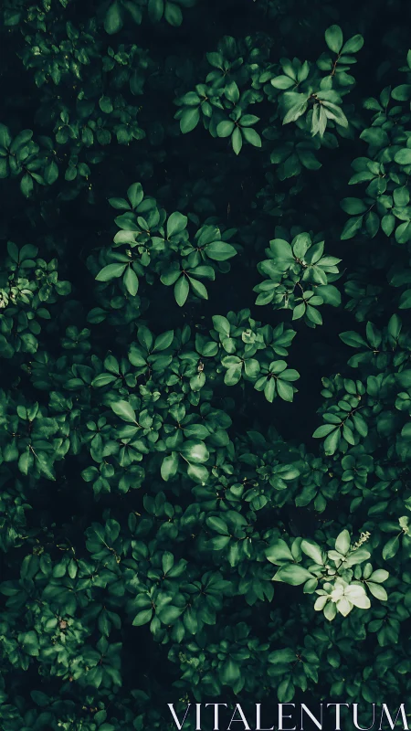 Dense overhead foliage pattern in low, uniform green light.