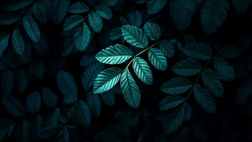 Midnight teal foliage under focused directional lighting.